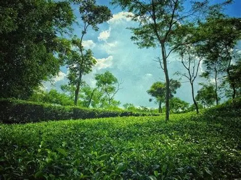 শ্রীমঙ্গল